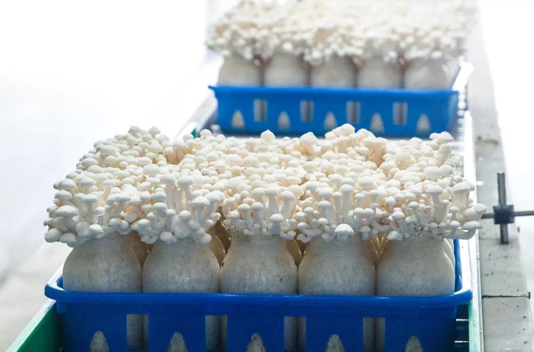 科技賦能，品質(zhì)升級(jí) 慈溪白玉菇榮膺“浙產(chǎn)精品鮮菇”背后的生物技術(shù)力量